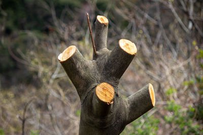 Close-up of tree stump on field