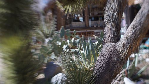 Close-up of palm tree trunk