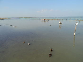 View of ducks swimming in lake