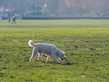 White dog in wimbledon park, london