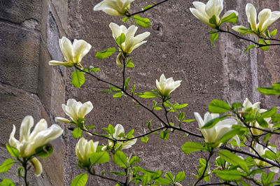 Close-up of white flowering plant against wall