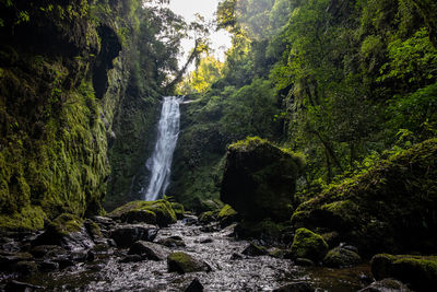 Scenic view of waterfall in forest