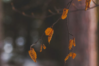Close-up of autumn leaves hanging on branch