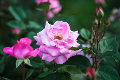 flowering plant