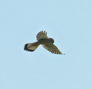 Low angle view of eagle flying against clear sky