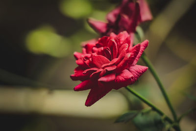 Close-up of pink rose
