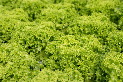 Full frame shot of fresh green field