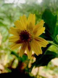 Close-up of yellow flower blooming outdoors