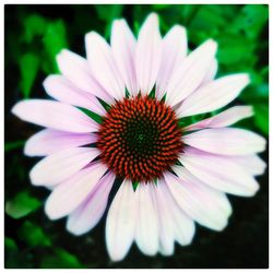 Close-up of flower blooming outdoors