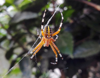 Close-up of spider on web