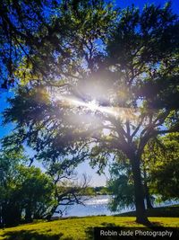 Low angle view of trees against sky