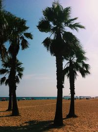 Palm trees on beach