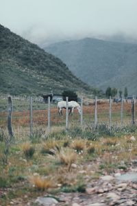 View of a sheep on landscape