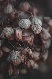 Close-up of dried plant with dry leaves