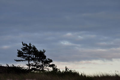 Low angle view of trees on field against sky