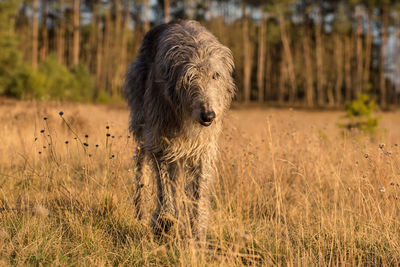 Dog standing in field