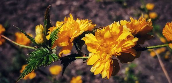 Close-up of yellow flowering plant