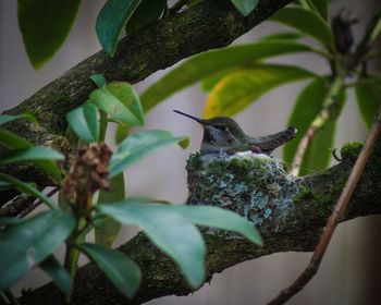 Low angle view of bird perching on tree