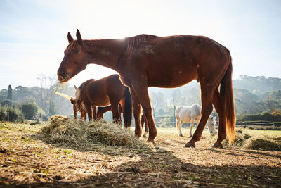 Horse standing on field