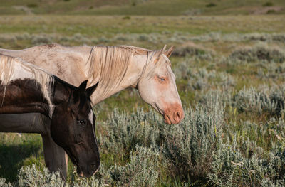 Horse in a field