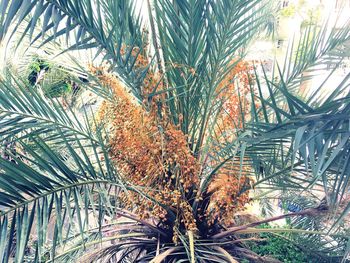 Close-up of palm tree against sky