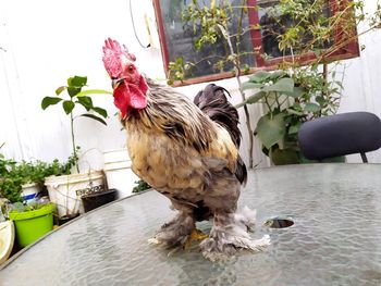 Potted plant on a table