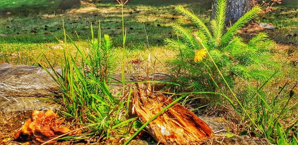 Grass growing in a field