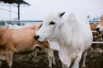 Horse standing in ranch
