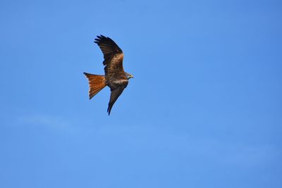 Low angle view of red kite flying against blue sky 