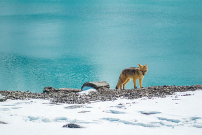 Wolf by sea during winter