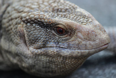 Close-up of lizard