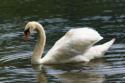 Swan floating on lake