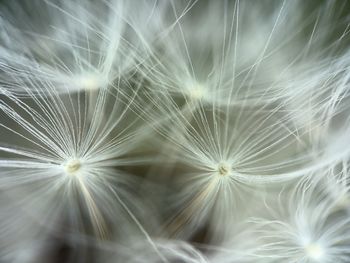 Full frame shot of plant