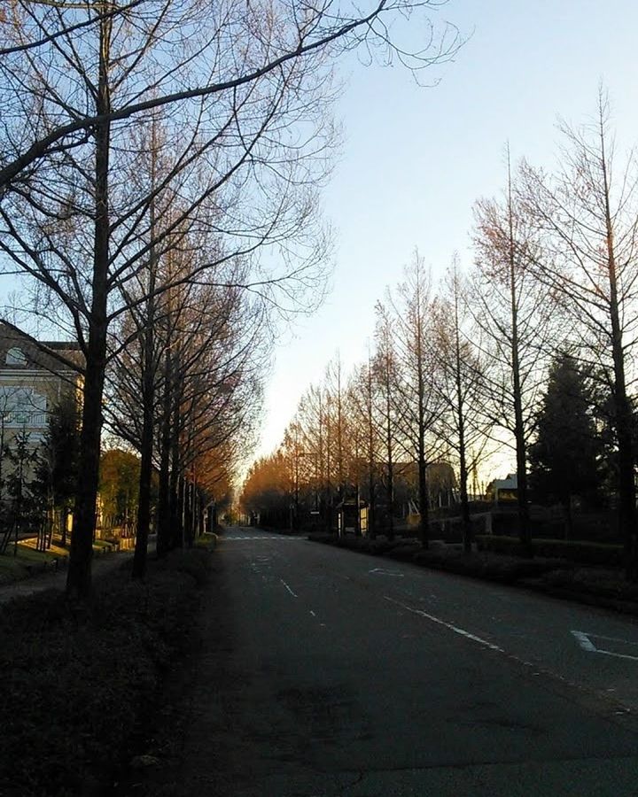 tree, bare tree, road, the way forward, sky, no people, outdoors, day, nature, scenics, branch, beauty in nature