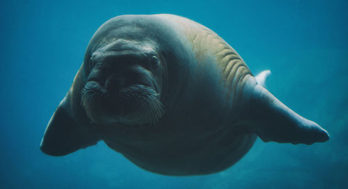 Close-up of walrus swimming in sea