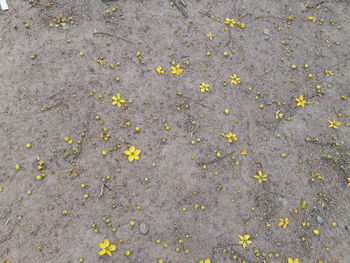 High angle view of yellow flowers on street