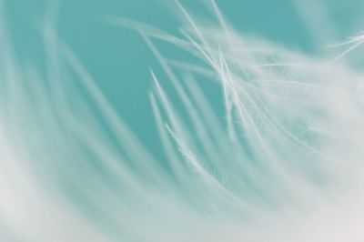 Close-up of feather against blue background