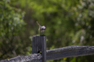 Northern mockingbird mimus poslyglotto perched on a fence post