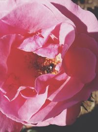 Close-up of pink rose