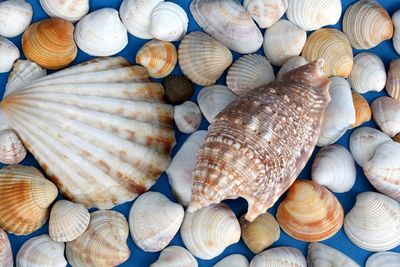 Full frame shot of shells