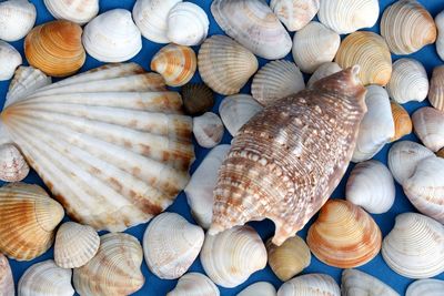 Seashells close up on blue background