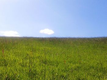 Scenic view of grassy field against sky