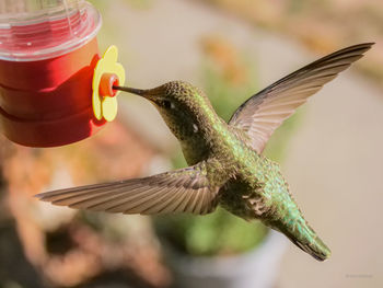 Close-up of hummingbird flying
