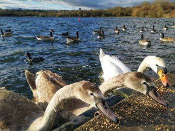 Swans swimming in lake