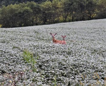 View of deer on field