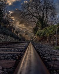 Surface level of road along trees