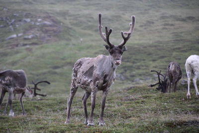 Deer standing in a field