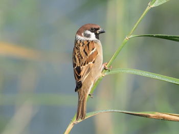 Close-up of bird perching on branch