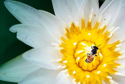 Close-up of bee pollinating on flower