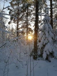Close-up of tree against sky during winter